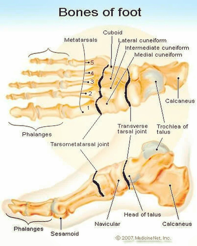 Anatomy of Foot Bones