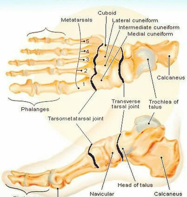 Exploring the Anatomy of Foot Bones: A Comprehensive Guide