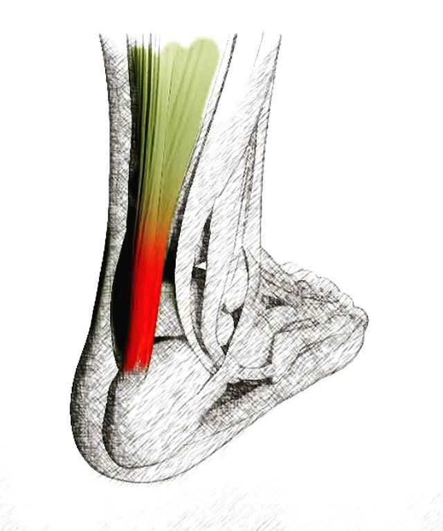 Anatomy of Foot Bones